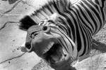 Ref / MAGIC 11 - Angry zebra growling, Antwerp Zoo, Belgium